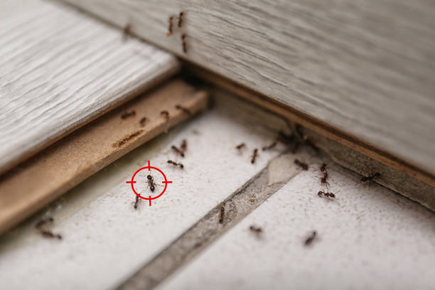 Spider Control Near Me in Skokie, IL