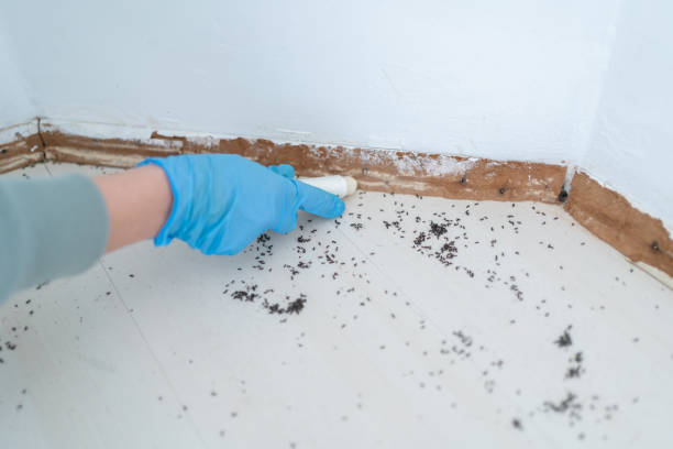 Best Flea Control Services  in Skokie, IL